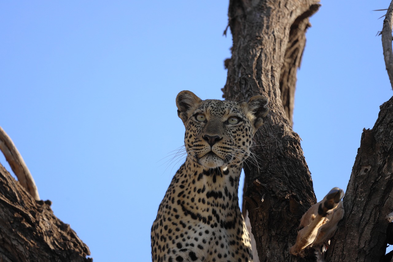A Guide to the Best Wildlife Safaris in Kenya